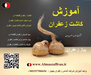 زمان کاشت زعفران در استان همدان