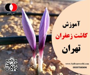 آموزش کاشت زعفران در تهران