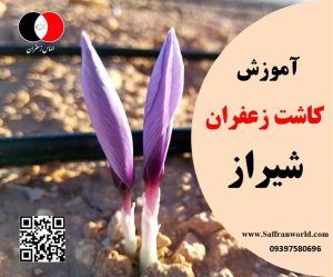 آموزش کاشت زعفران در شیراز