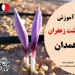 آموزش کاشت زعفران در همدان