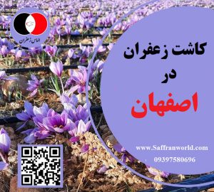 نحوه کاشت زعفران در اصفهان